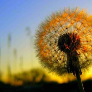 Dandelion-Flowers-Wallpapers-01 Rassegna stampa – L’editoria teatrale: nuove prospettive del dopo pandemia